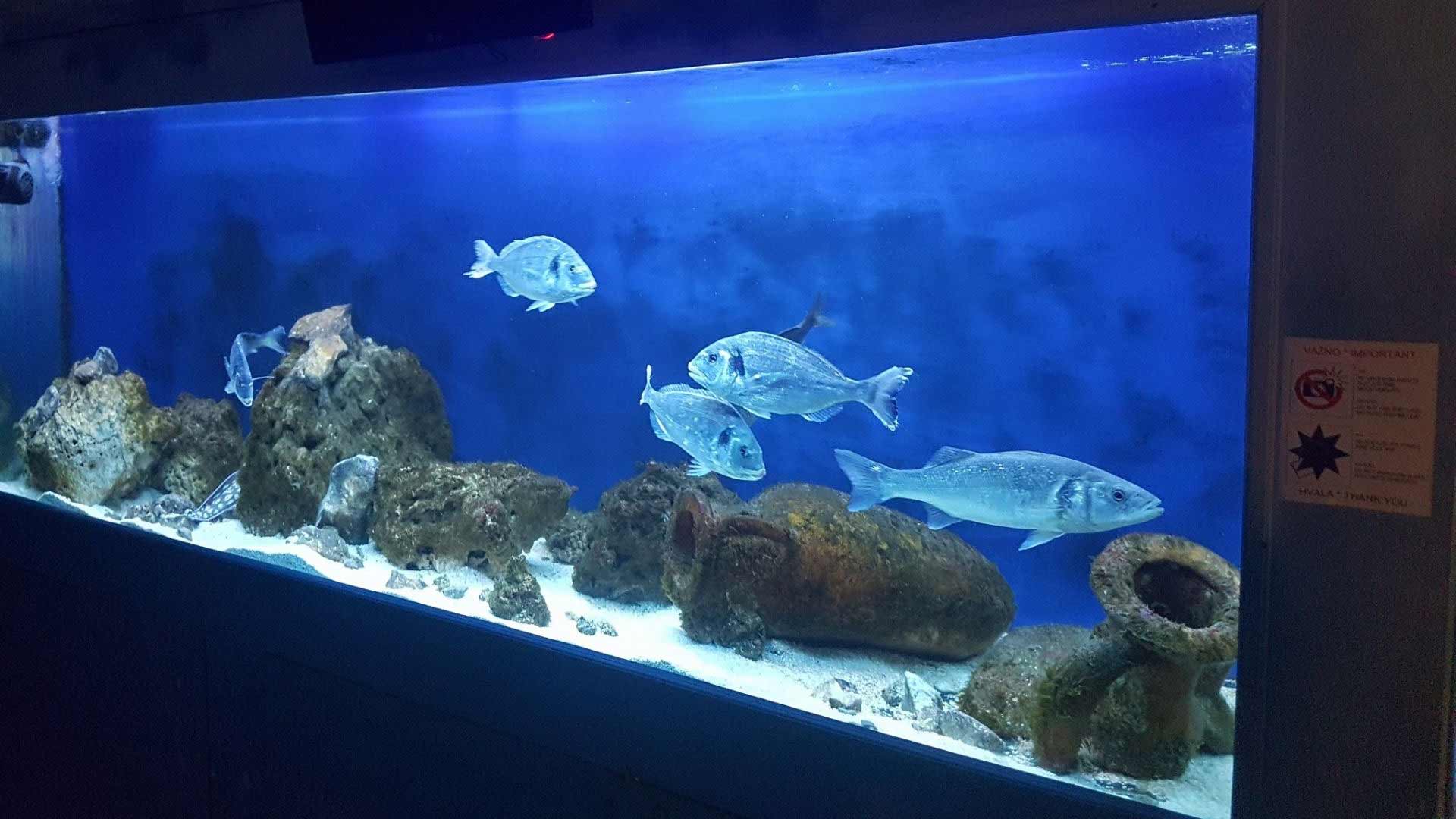 Aquarium Terrarium Šibenik Hungary Official site