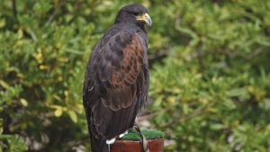 The Falconry Center Dubrava-2
