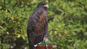 The Falconry Center Dubrava-12