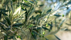 Olive days-20